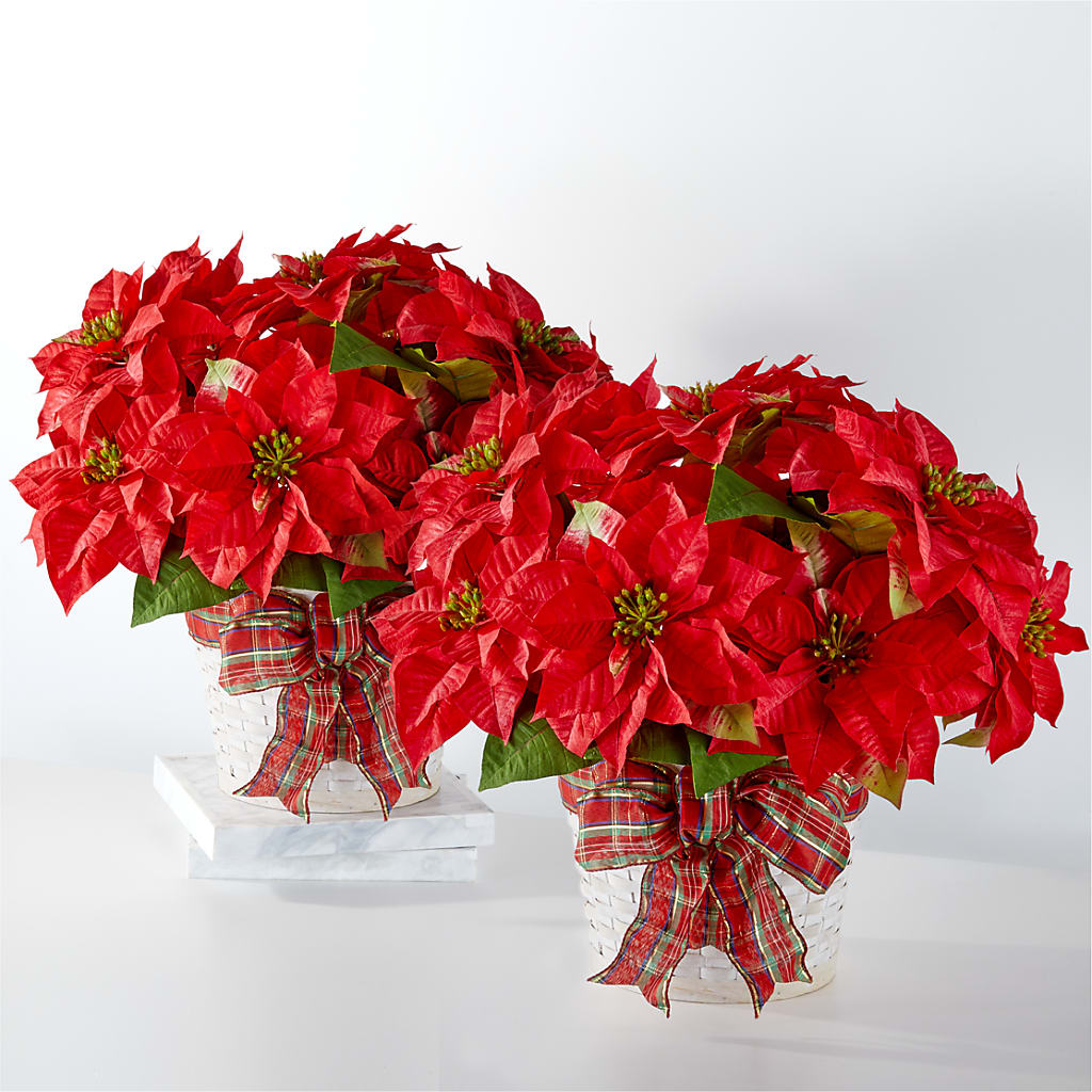 Happiest Holidays Poinsettia Bundle – Francis Florist, Pomeroy OH