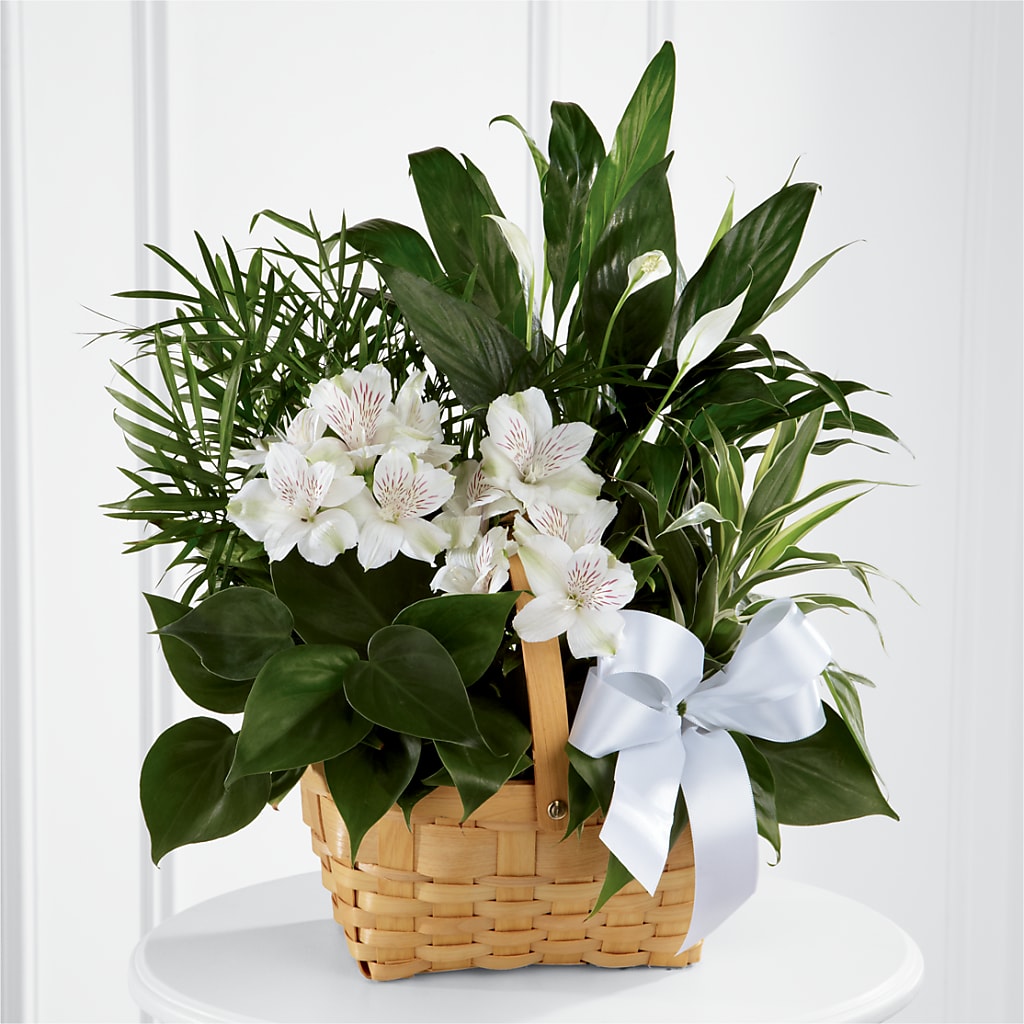 Peace & Serenity Dishgarden – Francis Florist, Pomeroy OH
