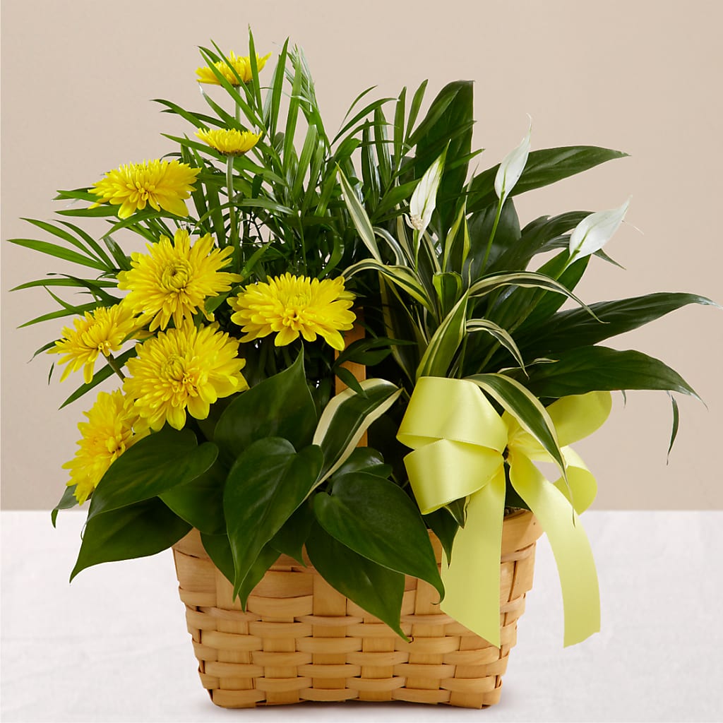 Loving Light Dishgarden – Francis Florist, Pomeroy OH