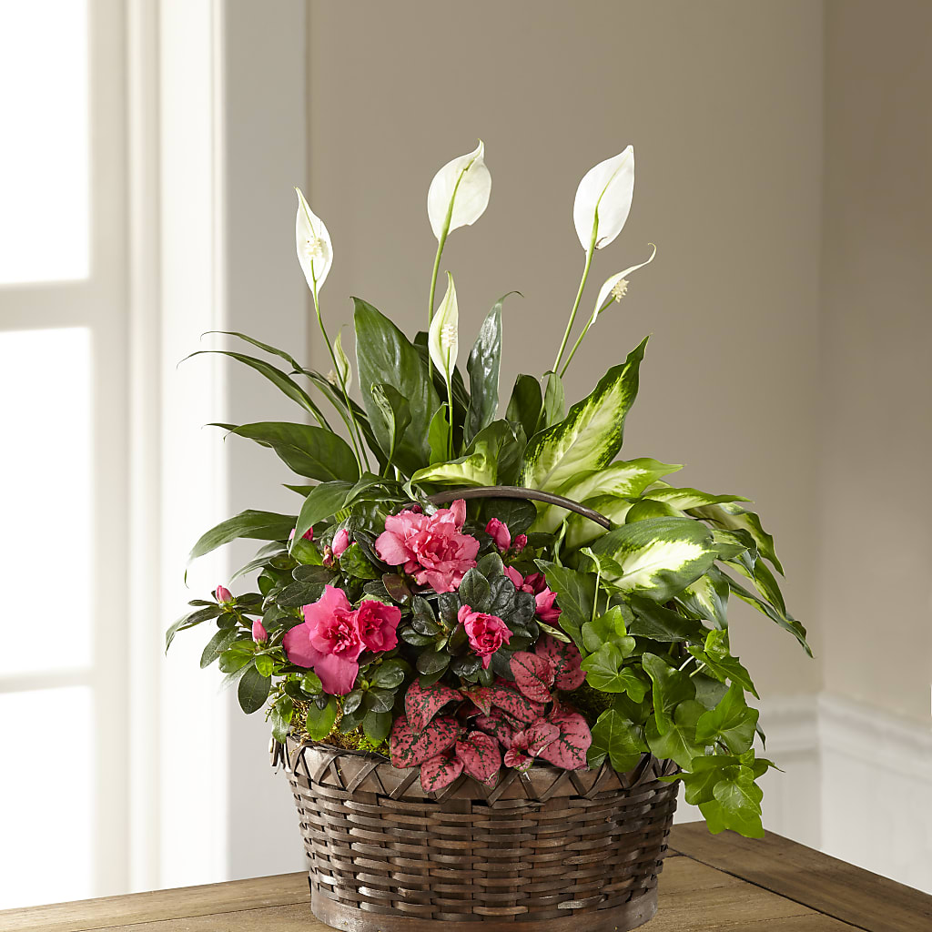 Dream in Pink Dishgarden – Francis Florist, Pomeroy OH