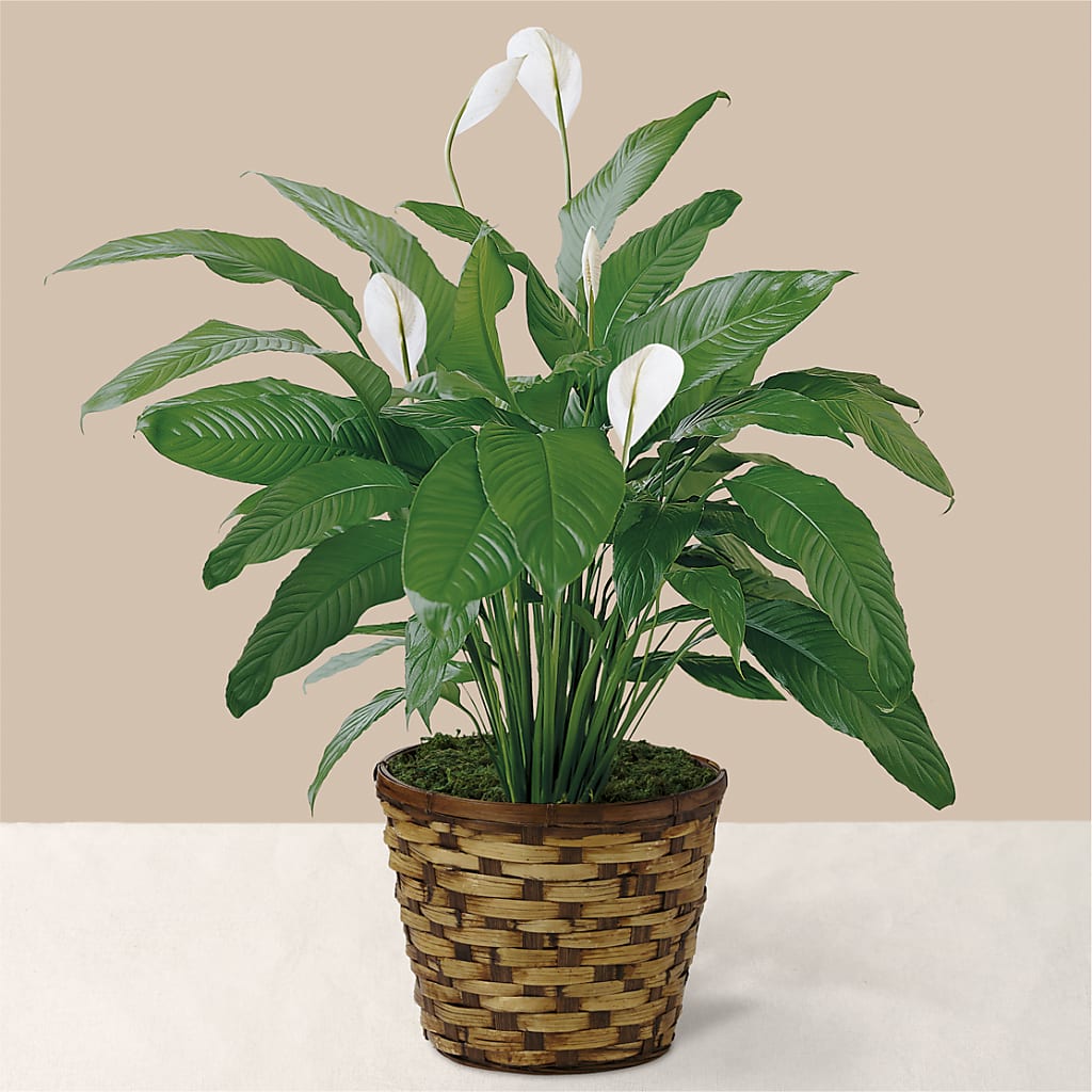 Tranquil Moments Peace Lily Plant – Francis Florist, Pomeroy OH