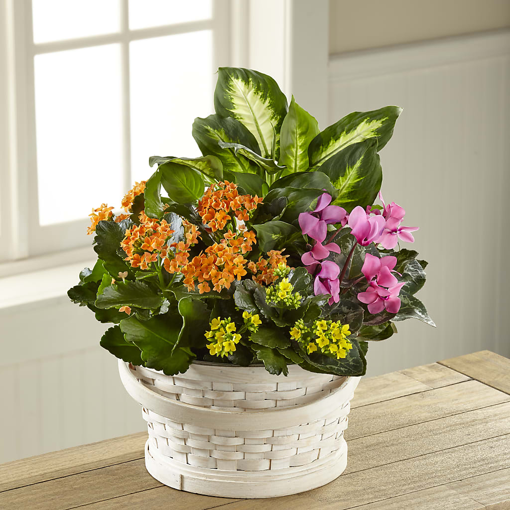 Color Crush Dishgarden – Francis Florist, Pomeroy OH