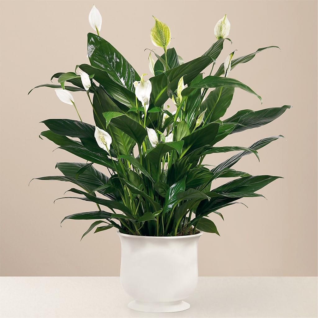 Comfort Planter – Francis Florist, Pomeroy OH