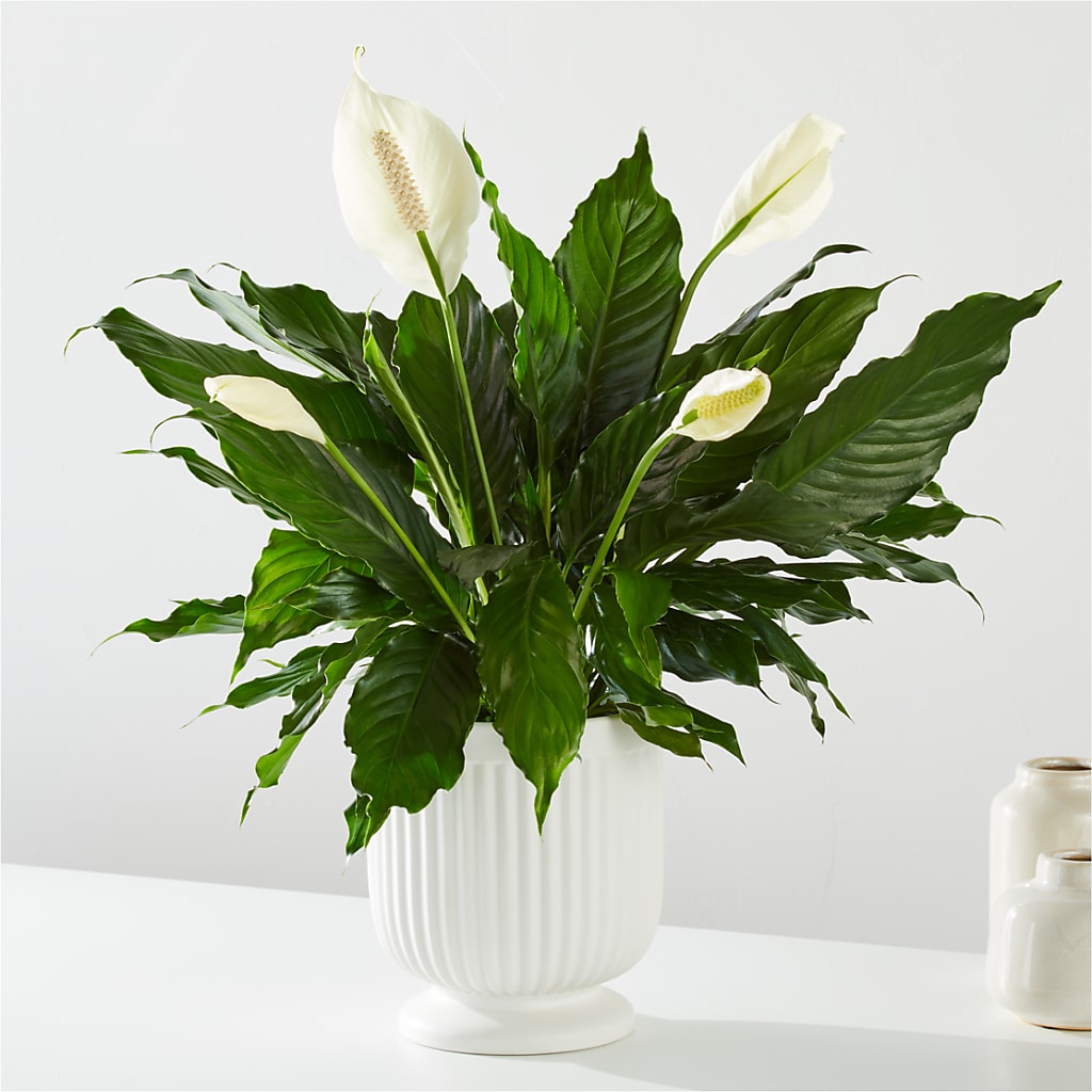 Comfort Planter – Francis Florist, Pomeroy OH