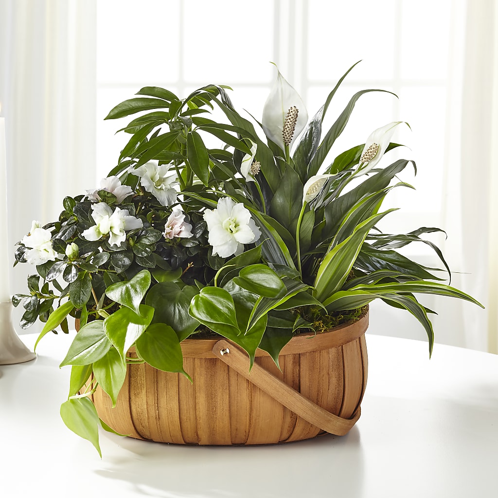 Serene Dishgarden – Francis Florist, Pomeroy OH
