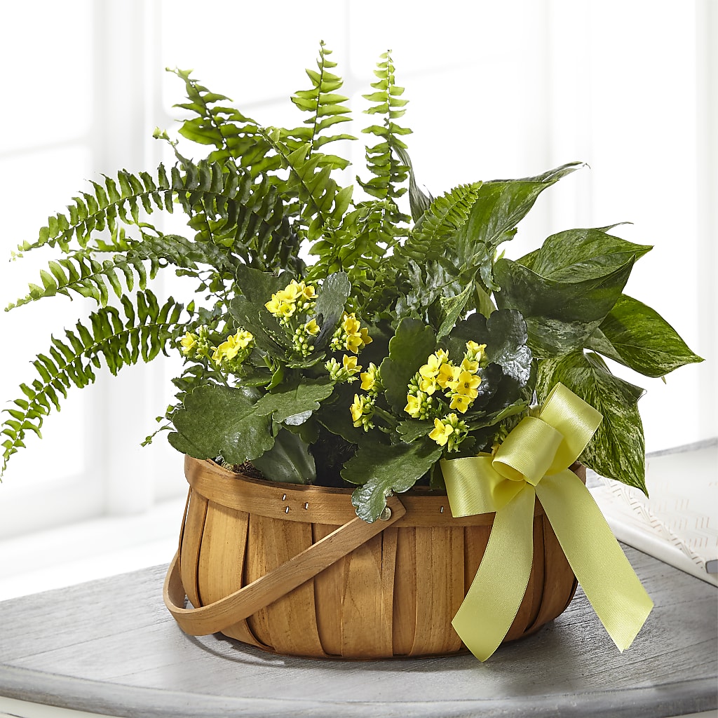 Always Dear Dishgarden – Francis Florist, Pomeroy OH
