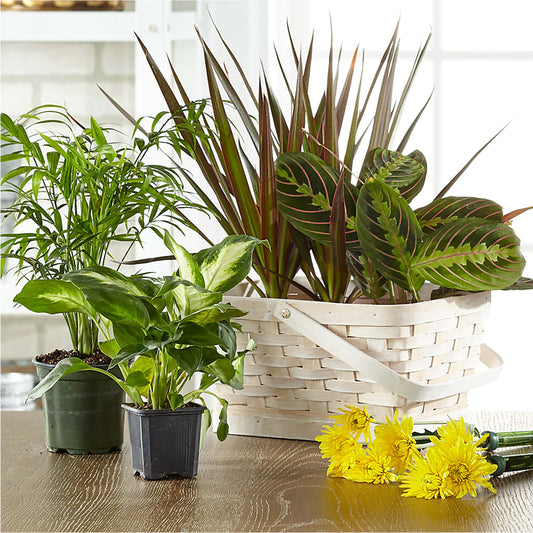 Florist Designed Blooming and Green Plants in a Basket –  Francis Florist, Pomeroy OH