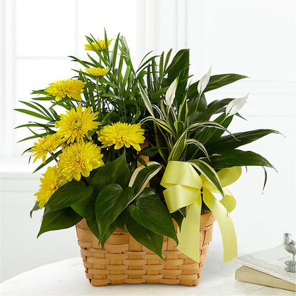 Loving Light Dishgarden –  Francis Florist, Pomeroy OH