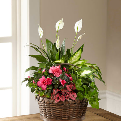 Dream in Pink Dishgarden –  Francis Florist, Pomeroy OH