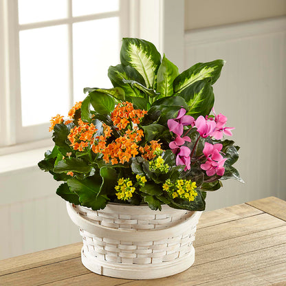 Color Crush Dishgarden –  Francis Florist, Pomeroy OH