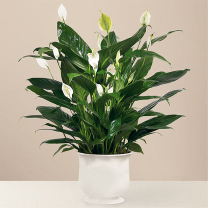 Comfort Planter –  Francis Florist, Pomeroy OH