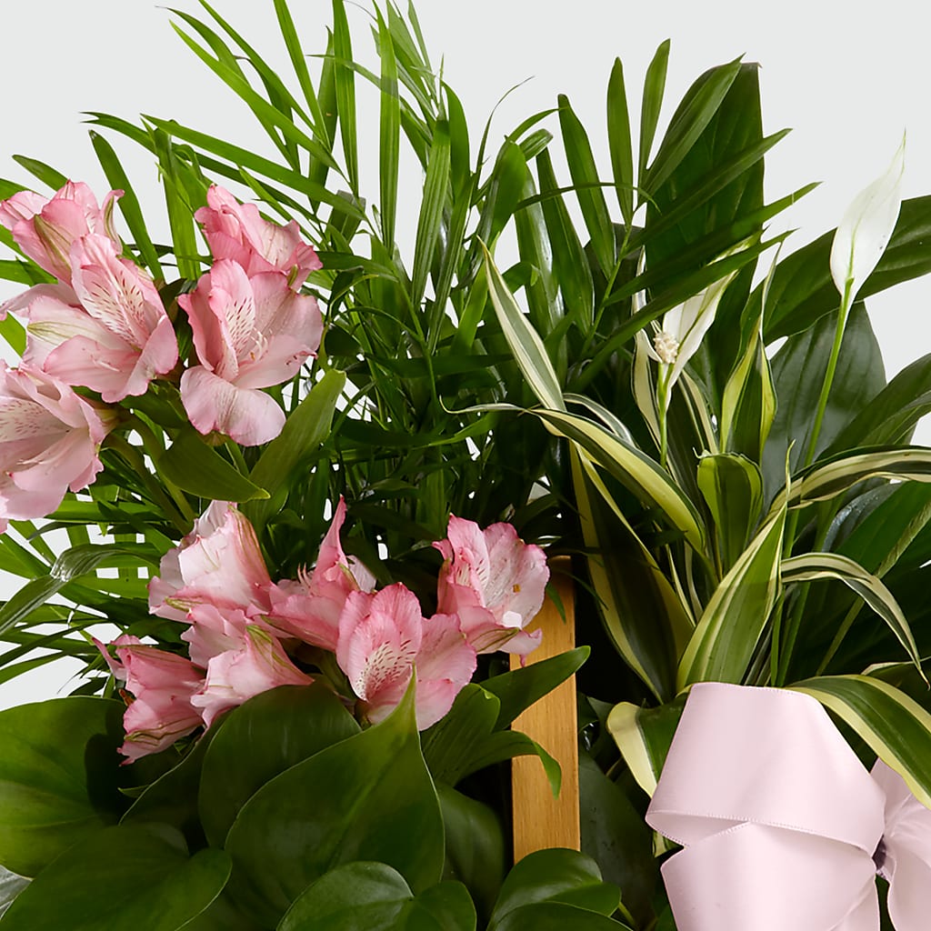 Living Spirit Dishgarden –  Francis Florist, Pomeroy OH