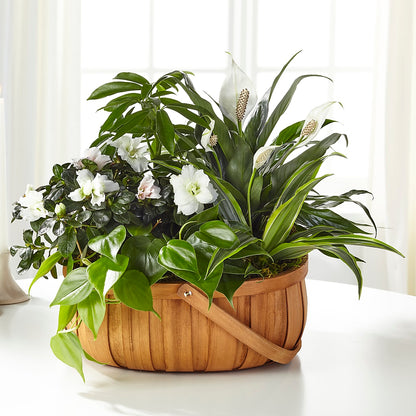Serene Dishgarden –  Francis Florist, Pomeroy OH