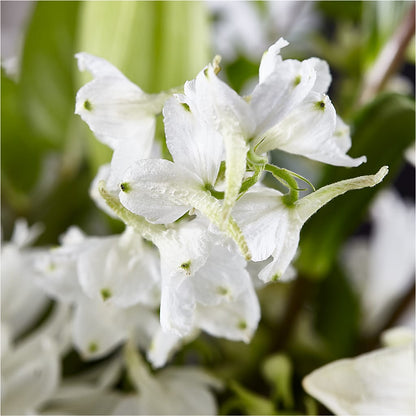 Classic Ivory – A Florist Original –  Francis Florist, Pomeroy OH